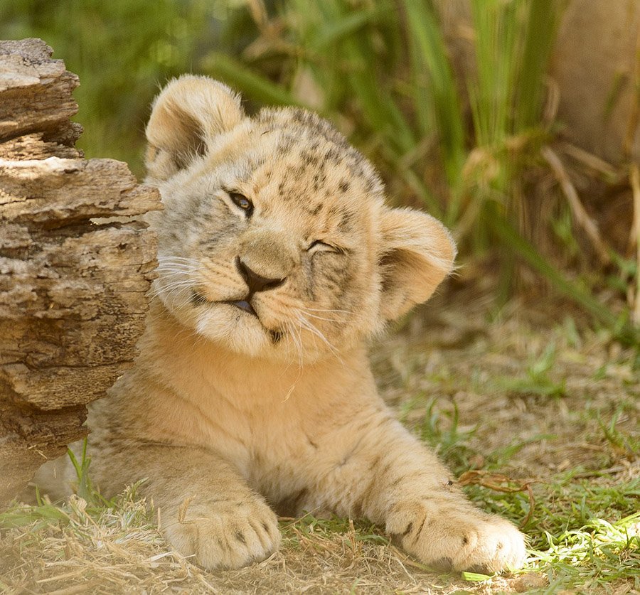 Lion Cub