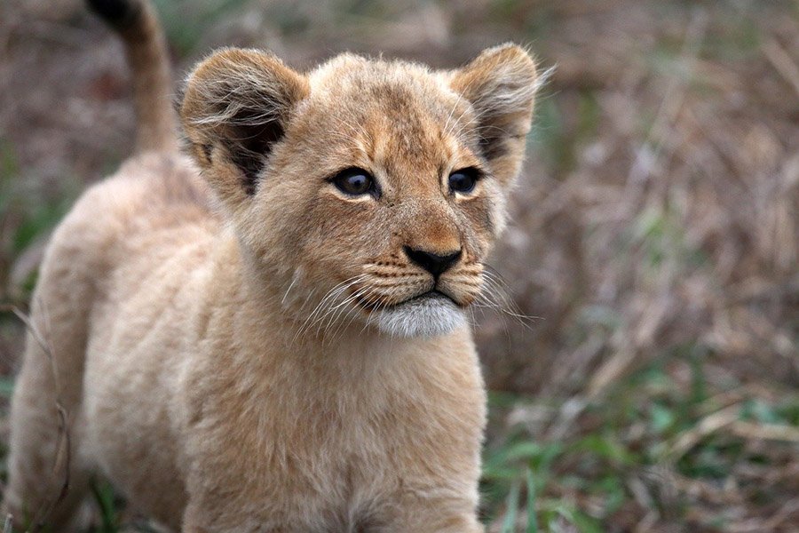 Lion Cub