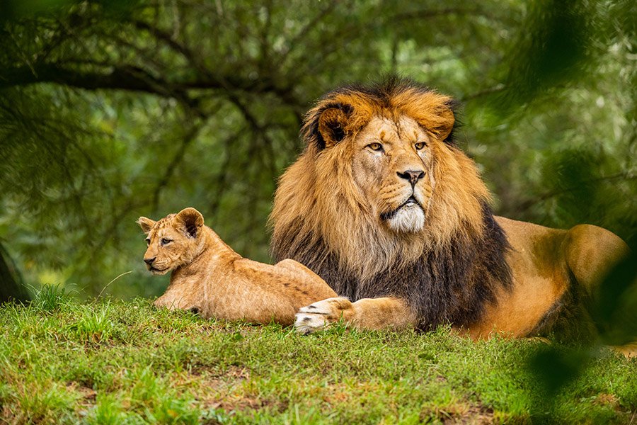 Lion and cub relaxing