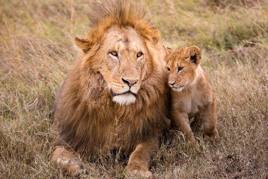 Lion and cub