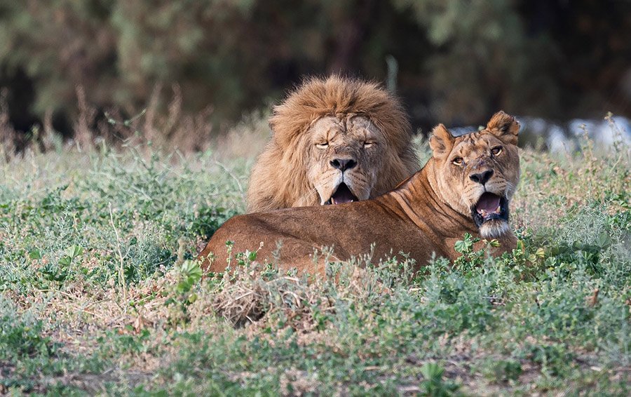 Lion and lioness resting