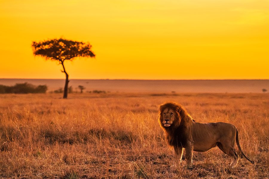 Lion at sunset