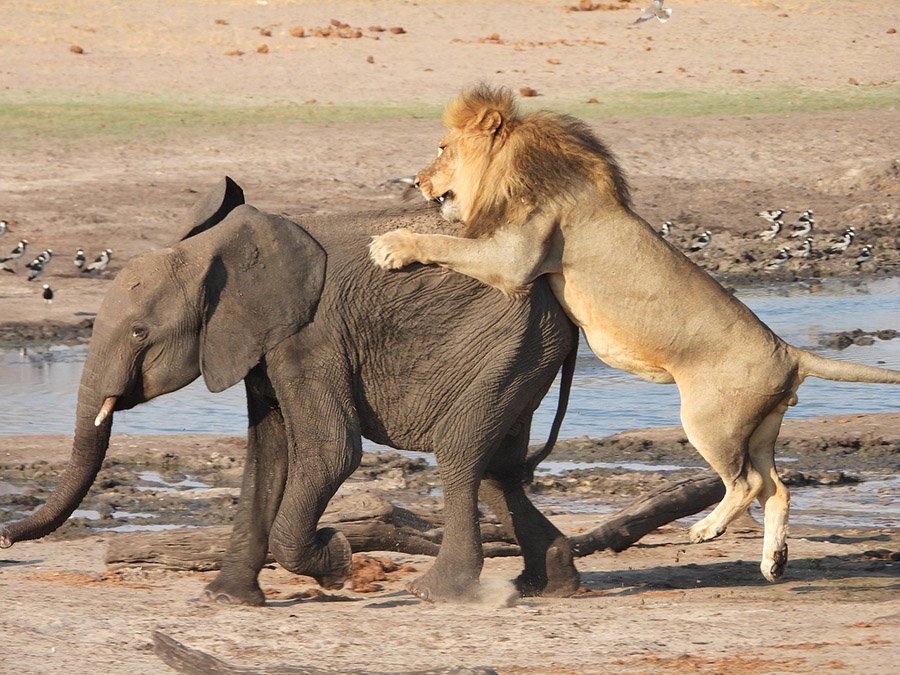 Lion attacking a young elephant