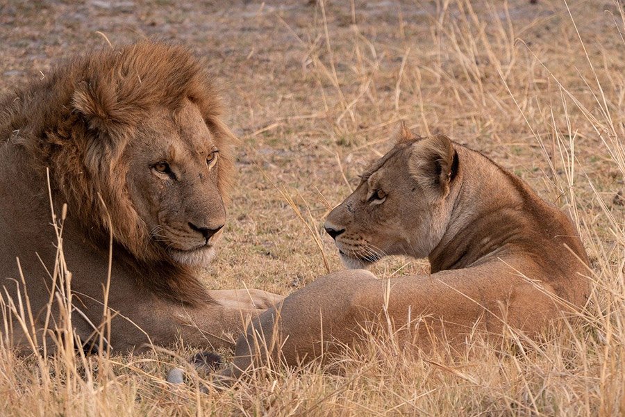 Lion couple