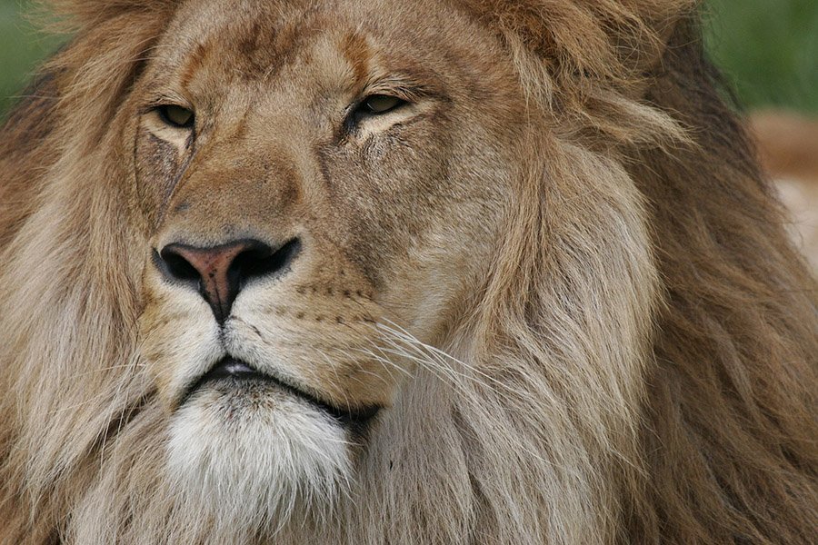 Lion face