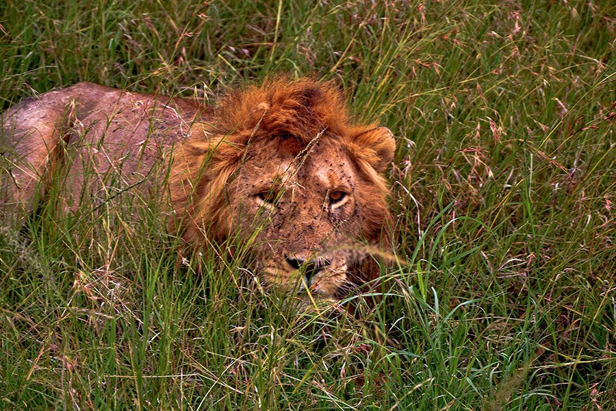 Lion in tall grass