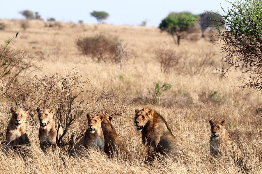 Lion pride in Kruger NP