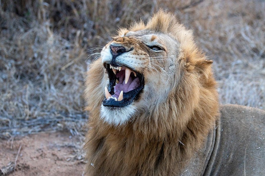 Lion showing teeth