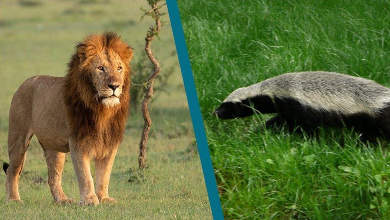 Lion vs Honey Badger