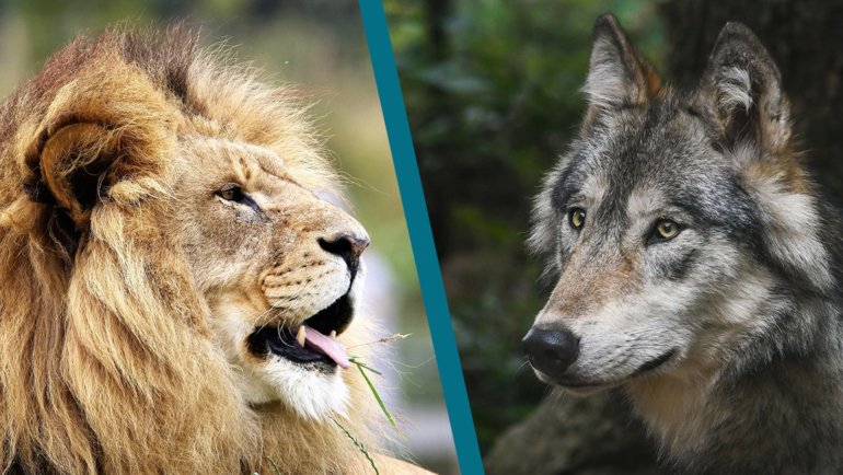 Lion vs Wolf