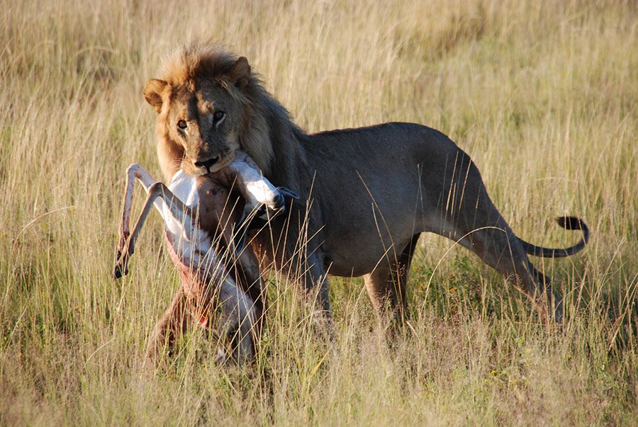 Lion with his prey