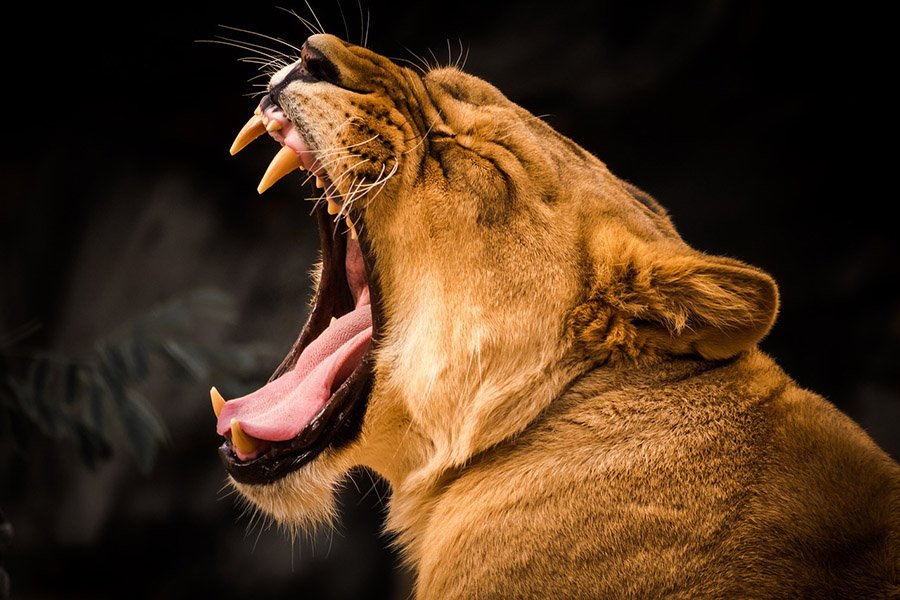 Lioness opening her mouth