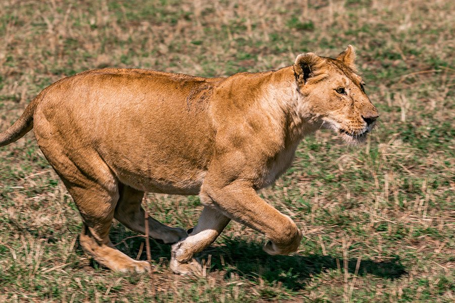 Lioness preparing to run