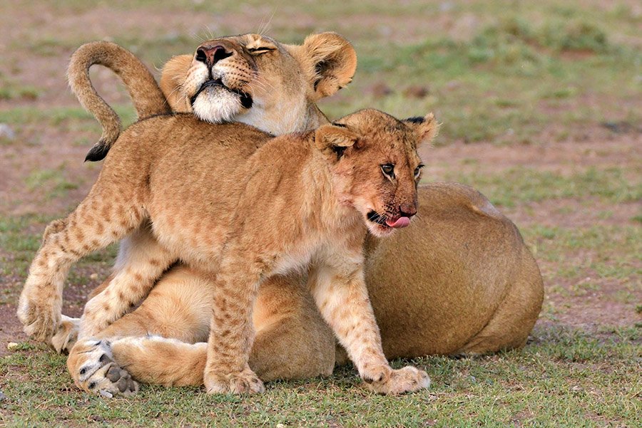 Lioness with her cub