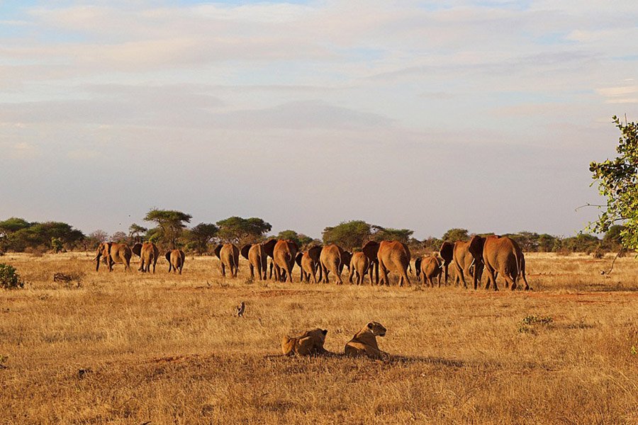 Lions and elephants in Kenya