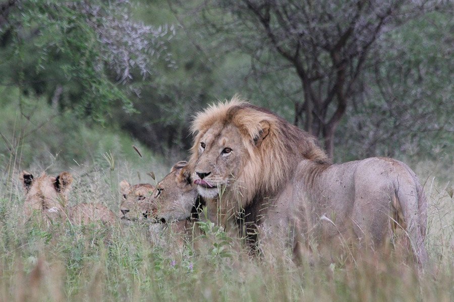 Lions in Tanzania