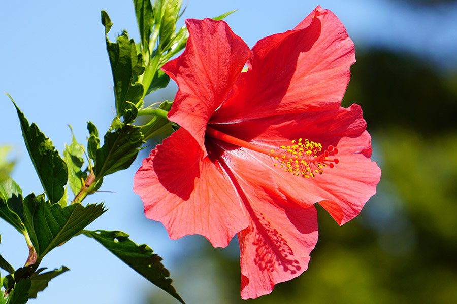 Malaysia Hibiscus