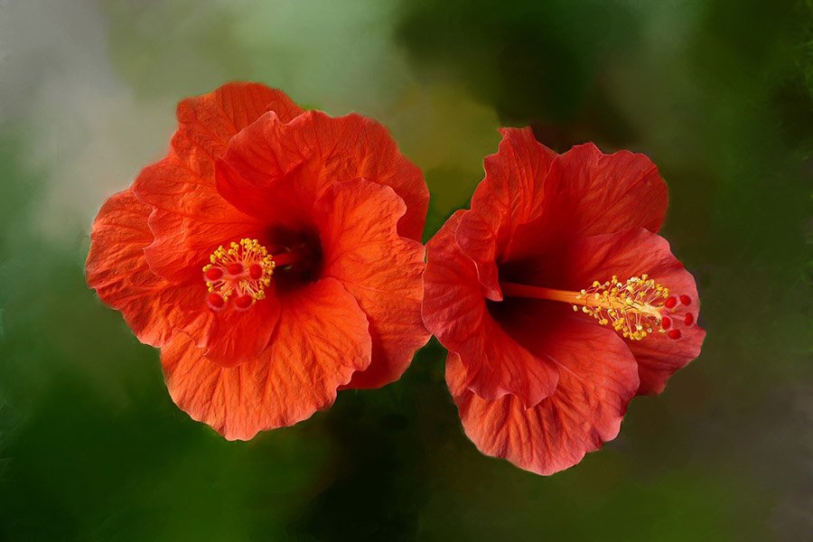 Malaysia Hibiscus