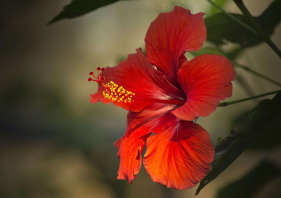 Malaysia Hibiscus