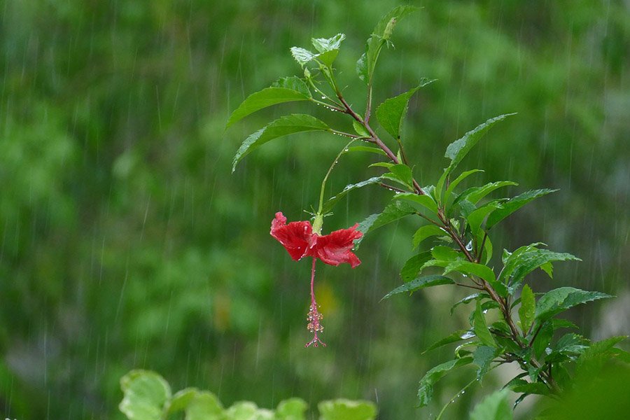 Malaysia Hibiscus