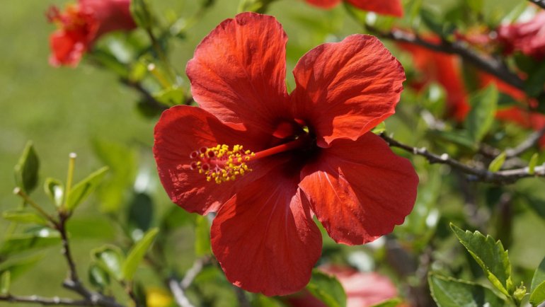 Malaysia Hibiscus