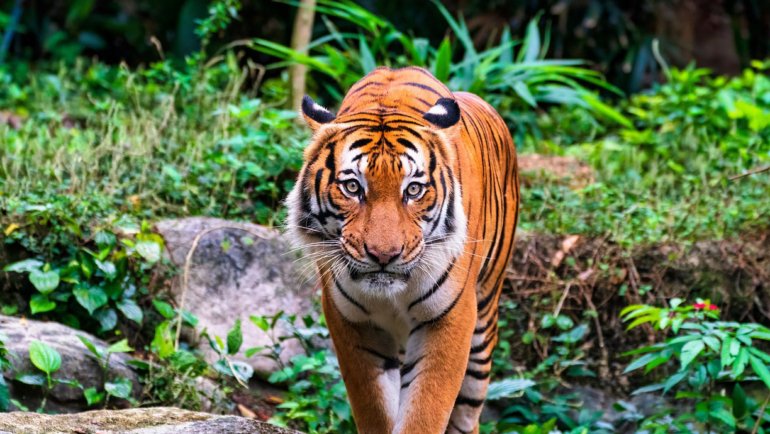 Malaysia Malayan Tiger