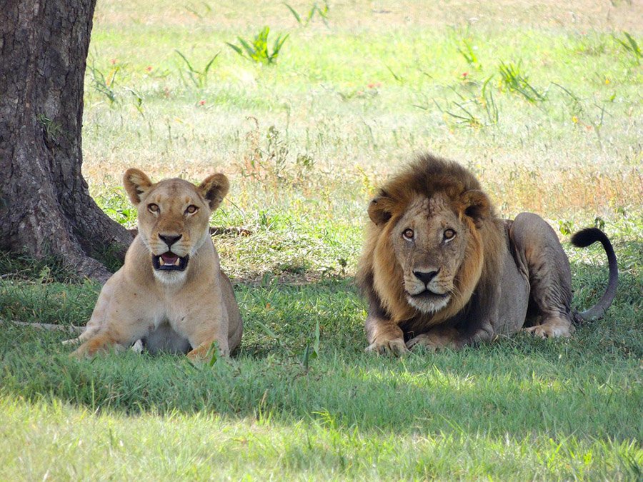 Male and female lions