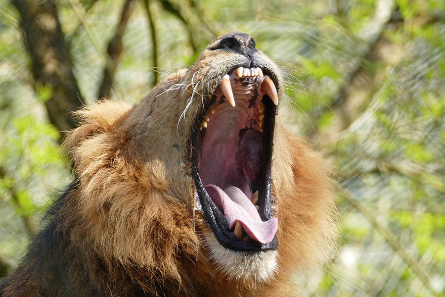 Male lion showing teeth