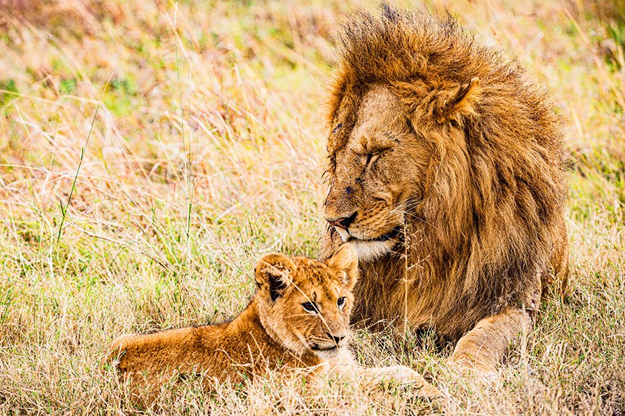 Male lion with cub