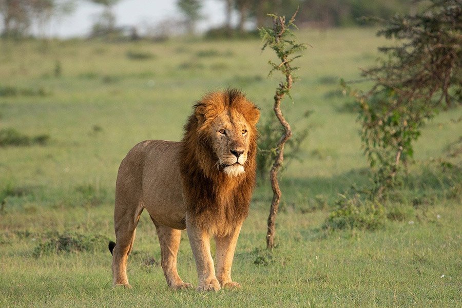 Masai lion