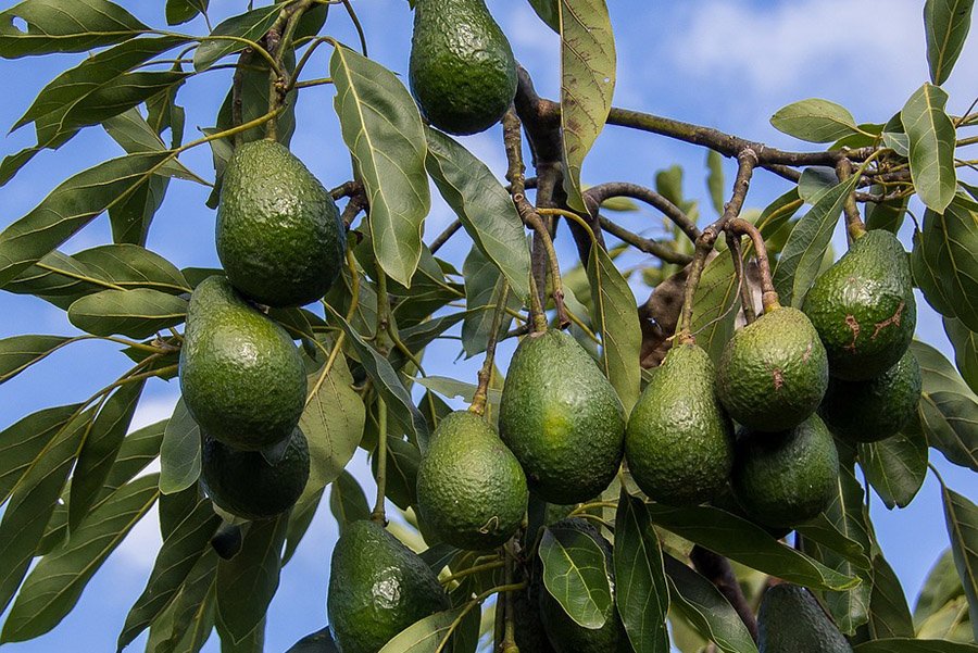 Mexico Avocado 3