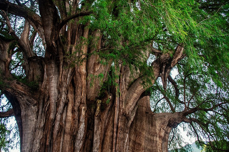 Mexico Tule Tree