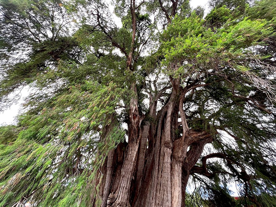 Mexico Tule Tree