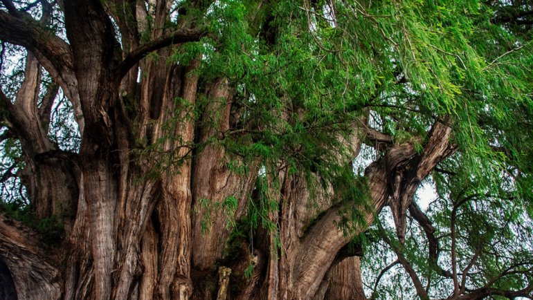 Mexico national tree - Hero