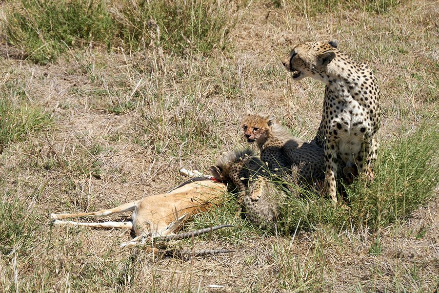 Mother and baby cheetahs eating