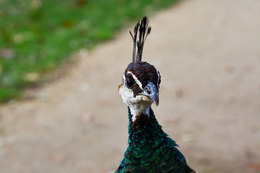 Myanmar Green Peafowl 