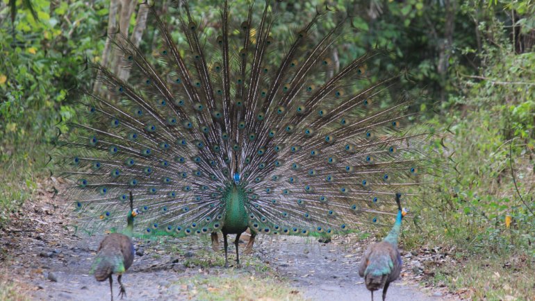 Myanmar Green Peafowl