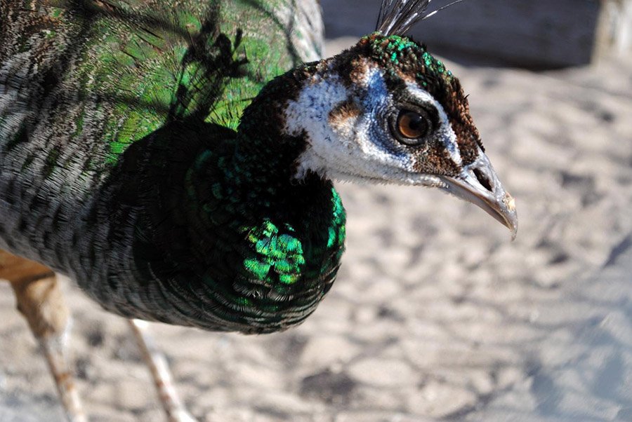 Myanmar Green Peafowl 