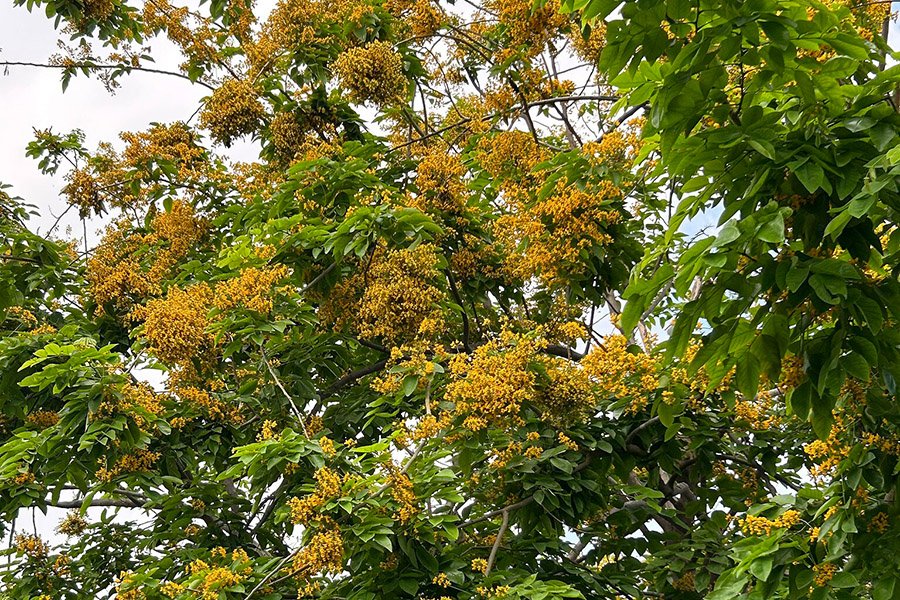 Myanmar Padauk