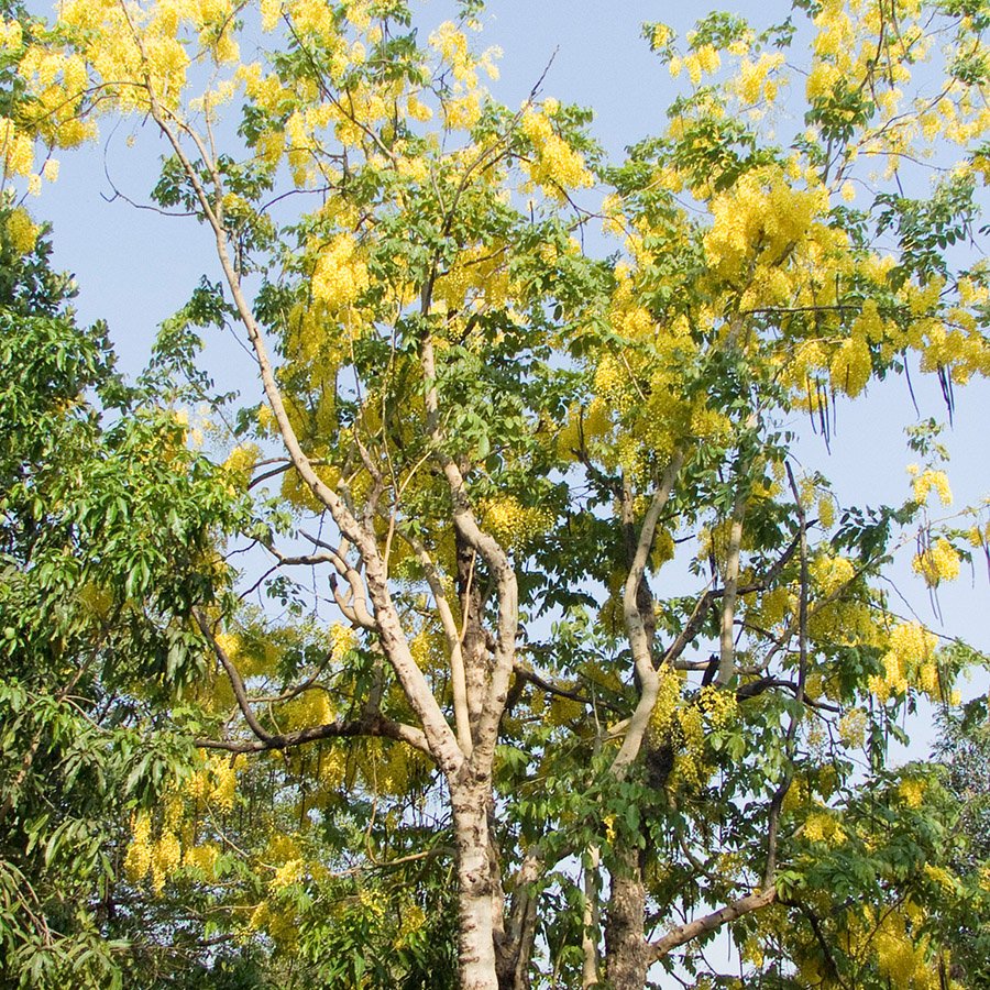 Myanmar Padauk