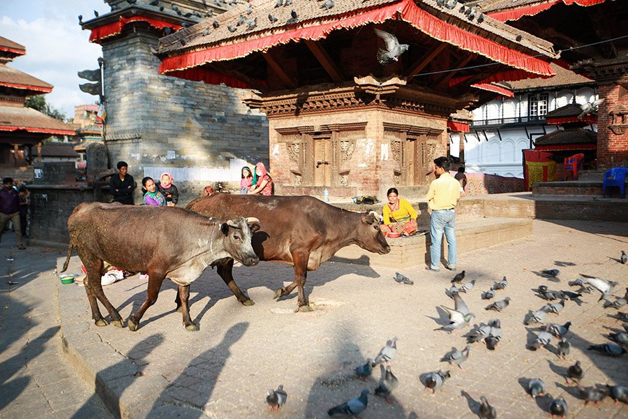 Nepal Cow