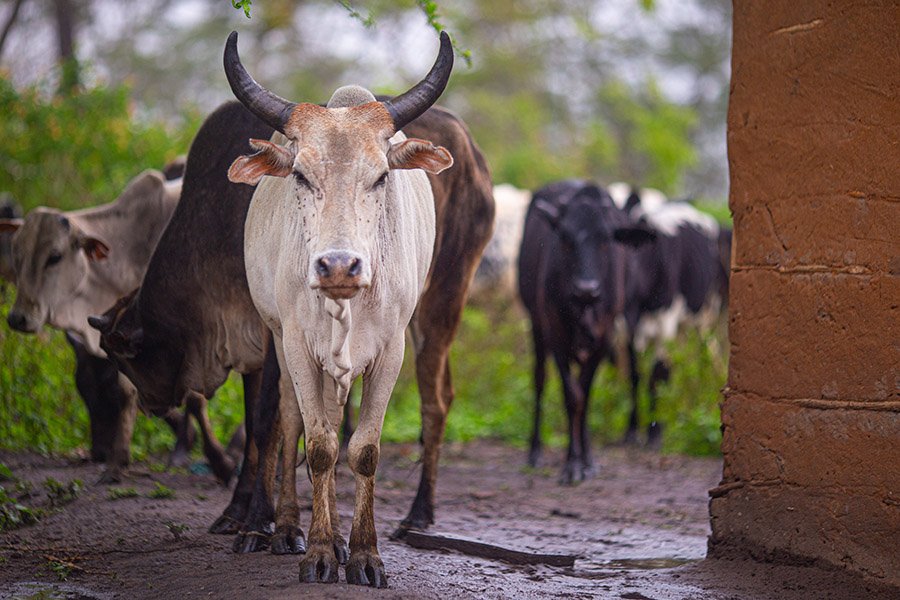 Nepal Cow