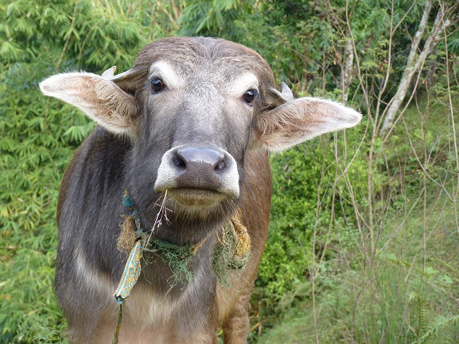 Nepal Cow