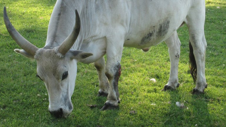 Nepal Cow