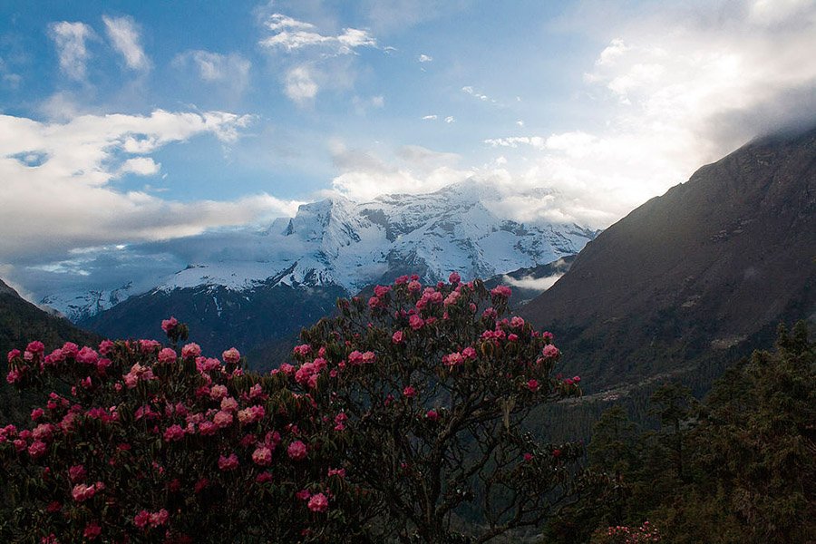 Nepal-Rhododendron 