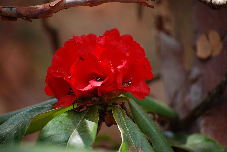 Nepal Rhododendron 2