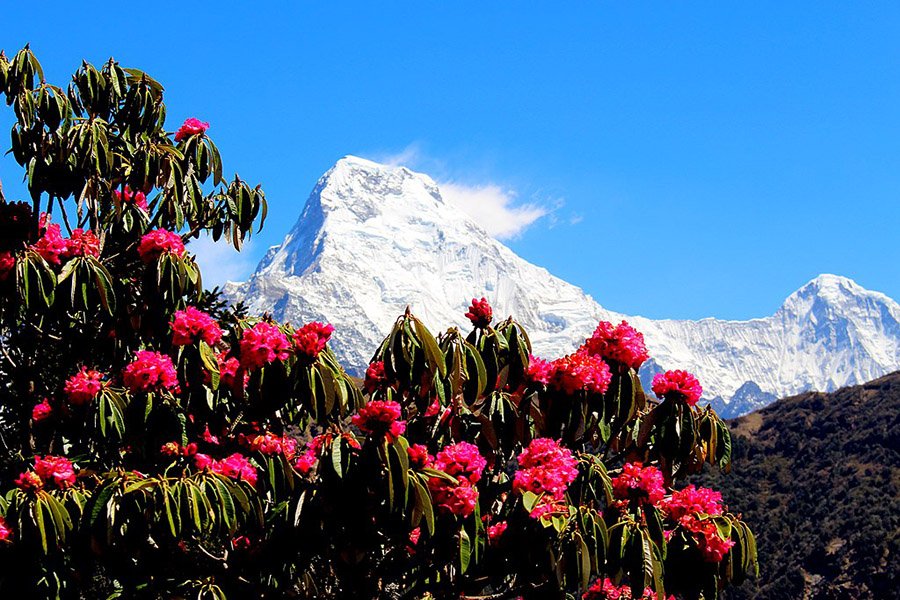 Nepal Rhododendron 3