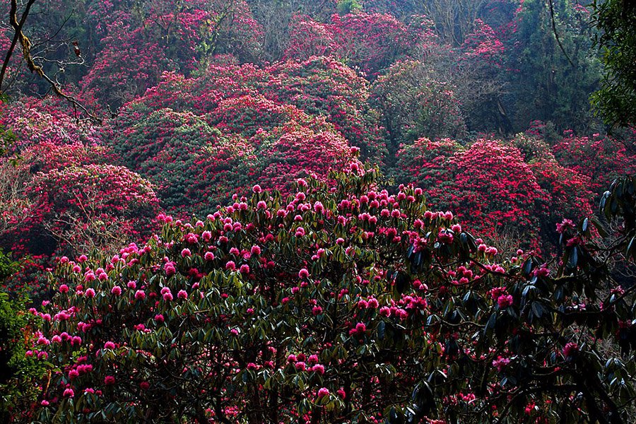 Nepal Rhododendron 4