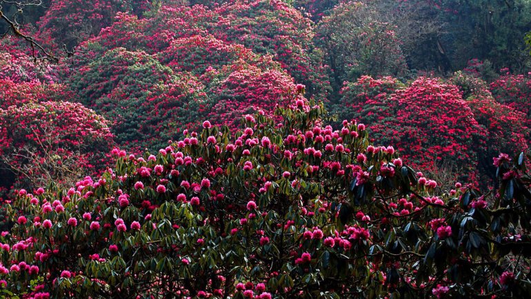 Nepal Rhododendron - Hero