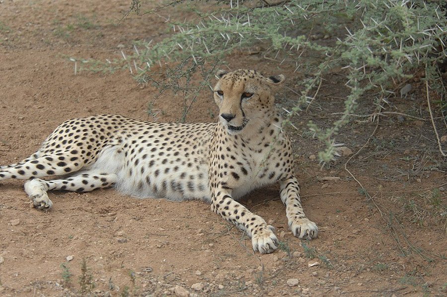 Northeast African Cheetah